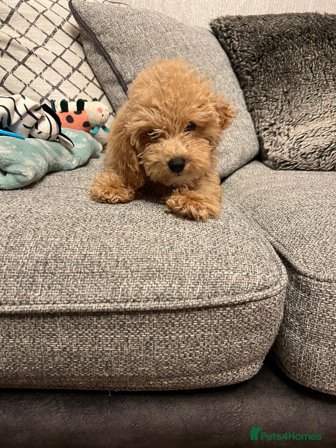 Maltipoo dogs for sale: Gorgeous 3 month old Maltipoo boy 🐶🥰 - Image 15