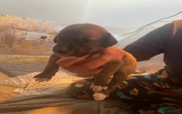 Greyhound dogs for sale: Greyhound Puppies - Image 5