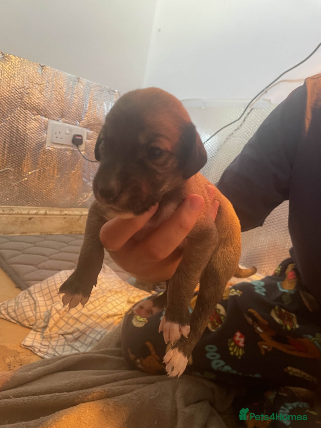 Greyhound dogs for sale: Greyhound Puppies - Image 5