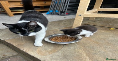 Mixed Breed cats - Advert 7