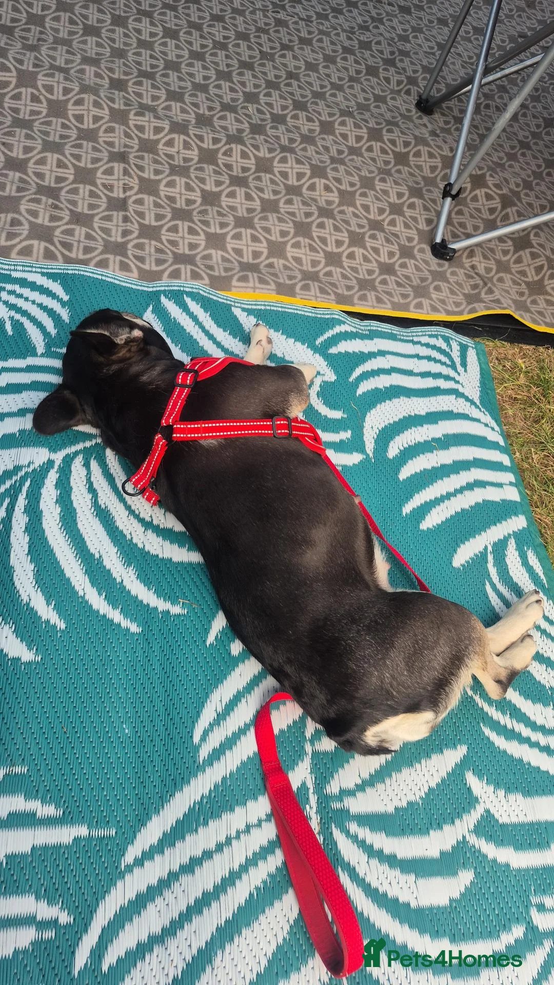 French Bulldog dogs for sale: Beautiful Tan French Bulldog  in Telford - Advert 2