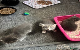 Mixed Breed cats for sale: Beautiful grey kittens - Image 7