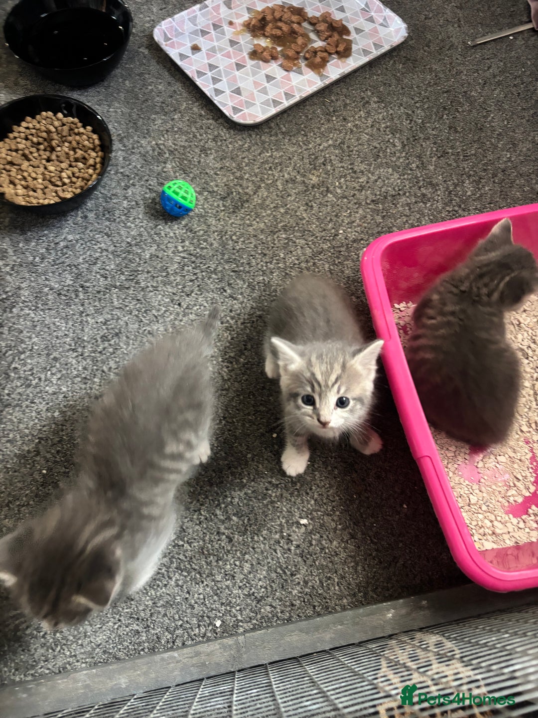Mixed Breed cats for sale: Beautiful grey kittens - Image 7