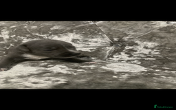 Staffordshire Bull Terrier dogs for sale: KC Reg Staffy Puppies Ready 3rd Dec - Image 9