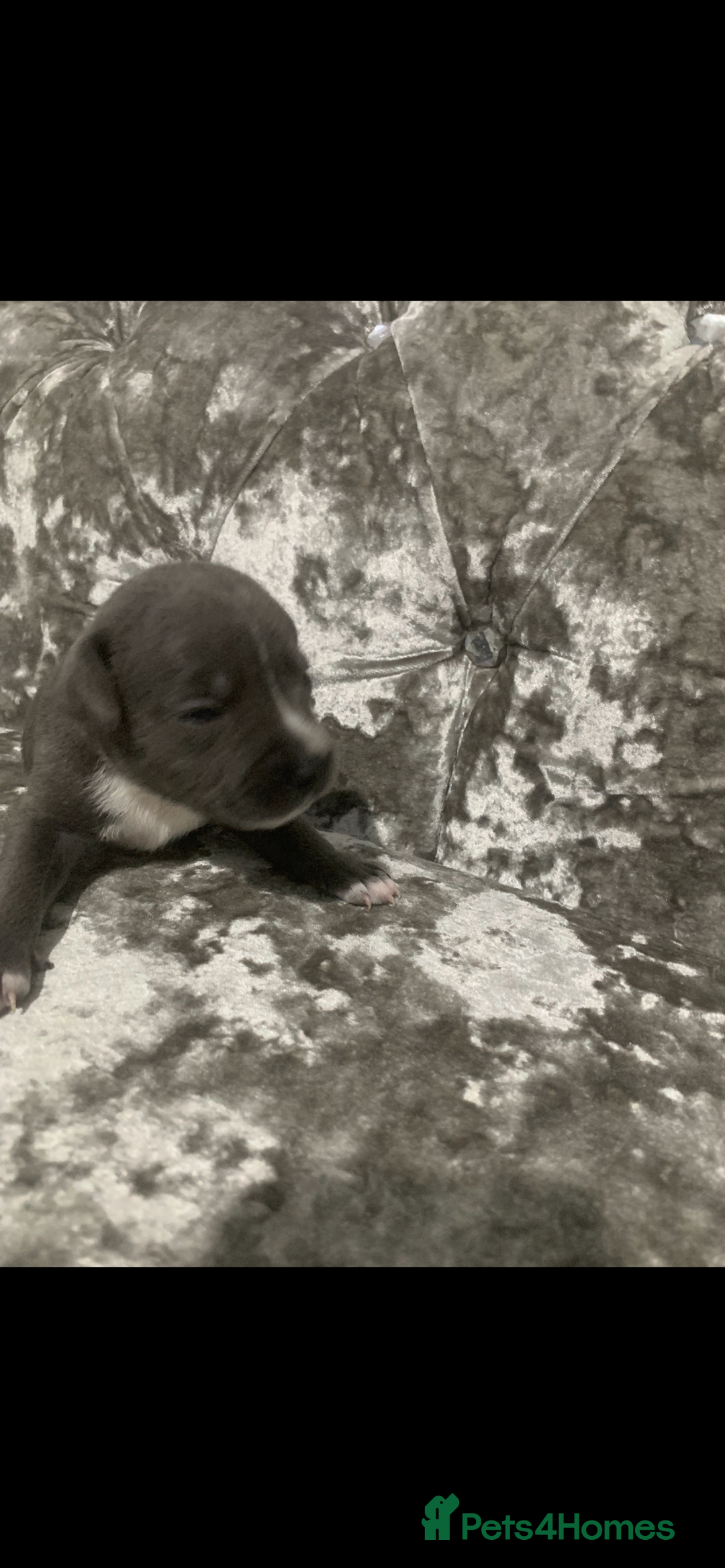 Staffordshire Bull Terrier dogs for sale: KC Reg Staffy Puppies Ready 3rd Dec - Image 9