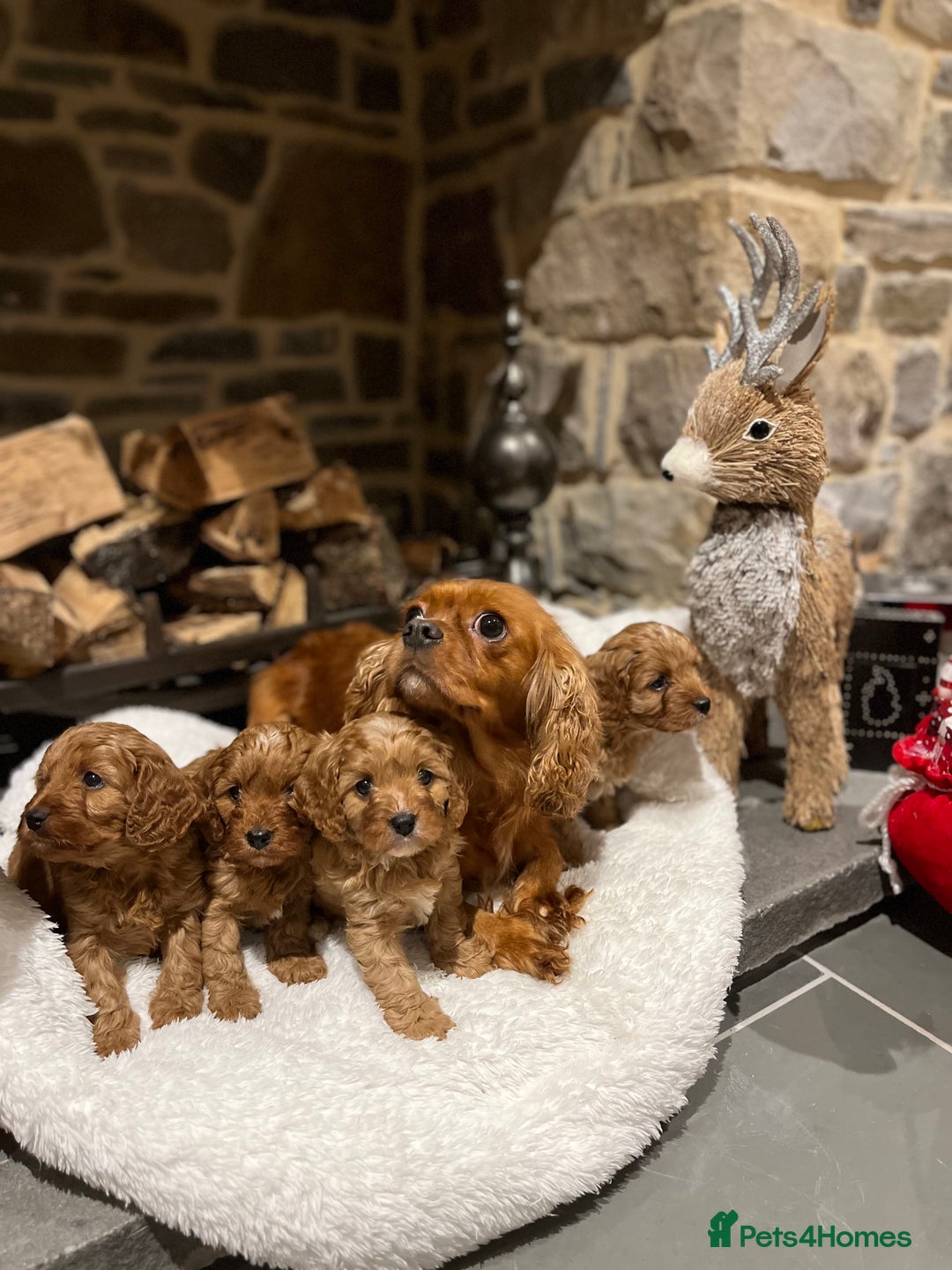 Cavapoo dogs for sale: Gorgeous litter of F1 Cavapoo puppies  - Advert 9