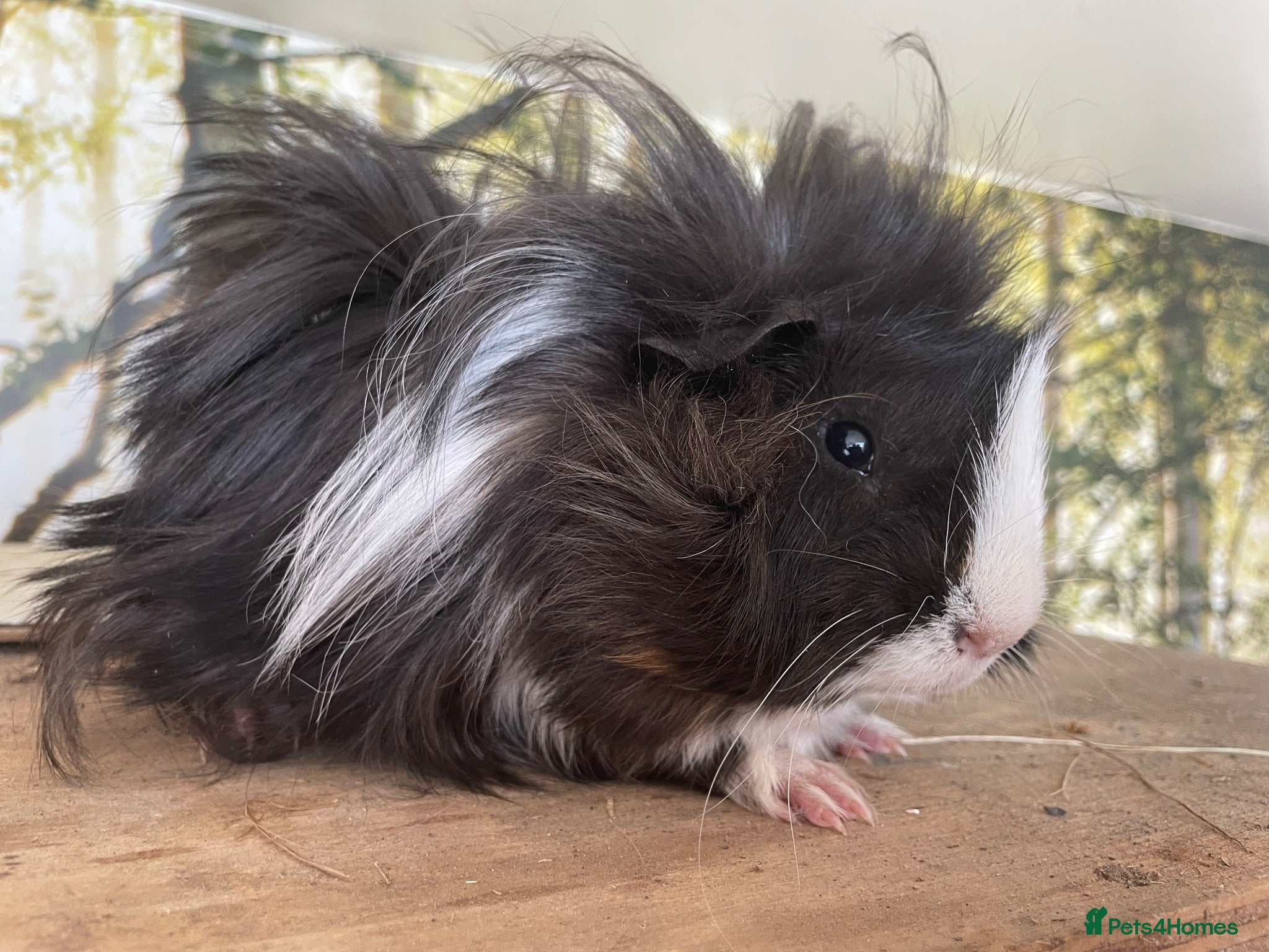 Guinea Pig rodents Baby boar guinea pigs  - Advert 6