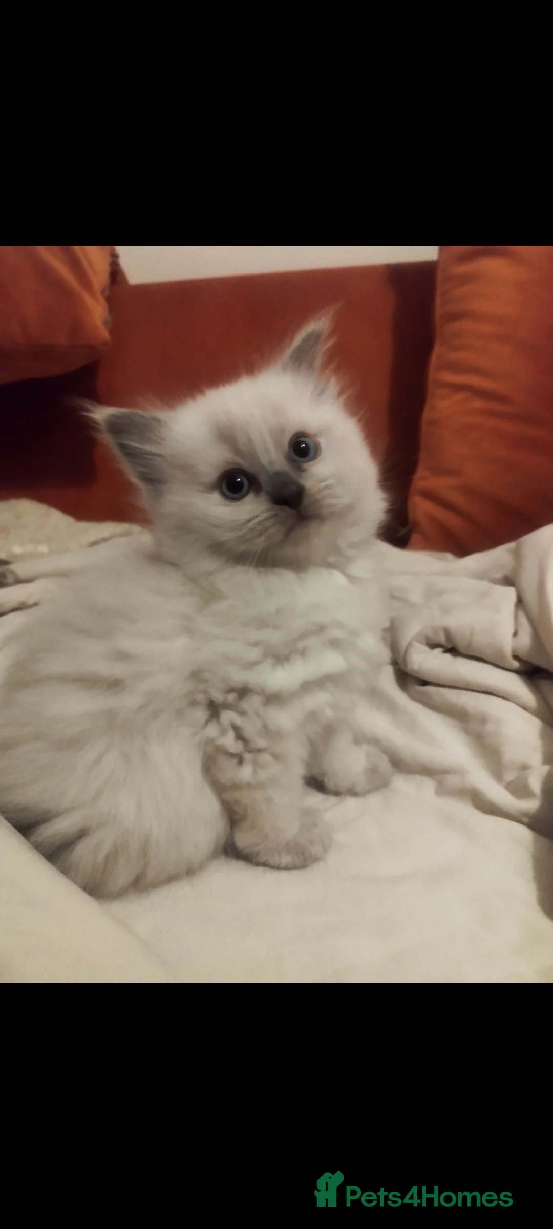 Ragdoll cats for sale: Ragdoll kittens  in London - Advert 8