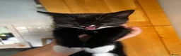 Mixed Breed cats for sale: 2 beautiful kittens for sale  - Advert 3