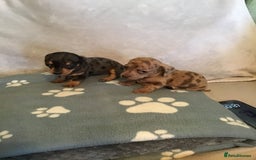 Dachshund dogs for sale: Dachshund puppies  - Image 3