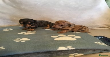 Dachshund dogs - Advert 2
