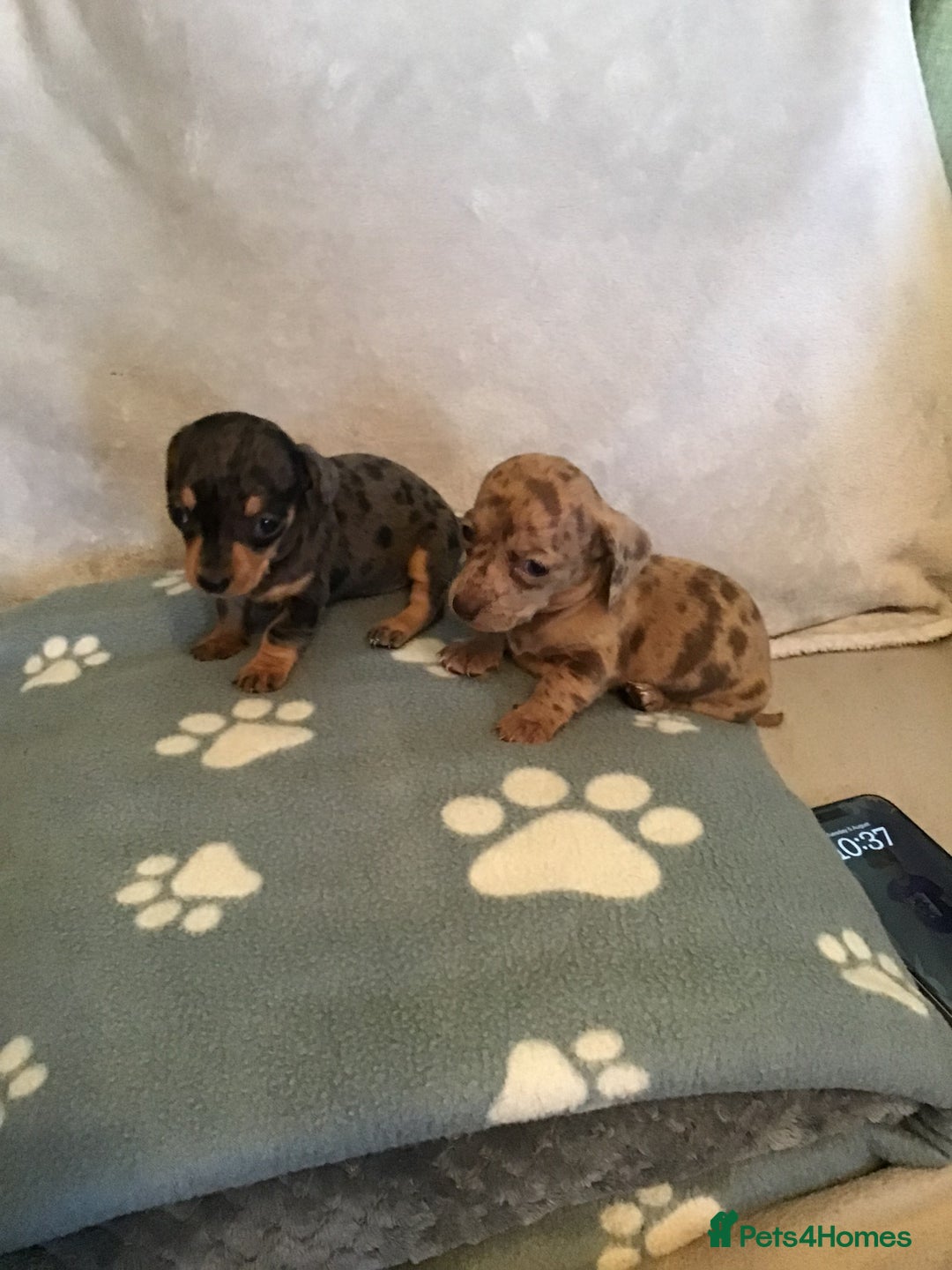Dachshund dogs for sale: Dachshund puppies  - Image 3