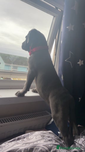 Gallery Image {{count}}