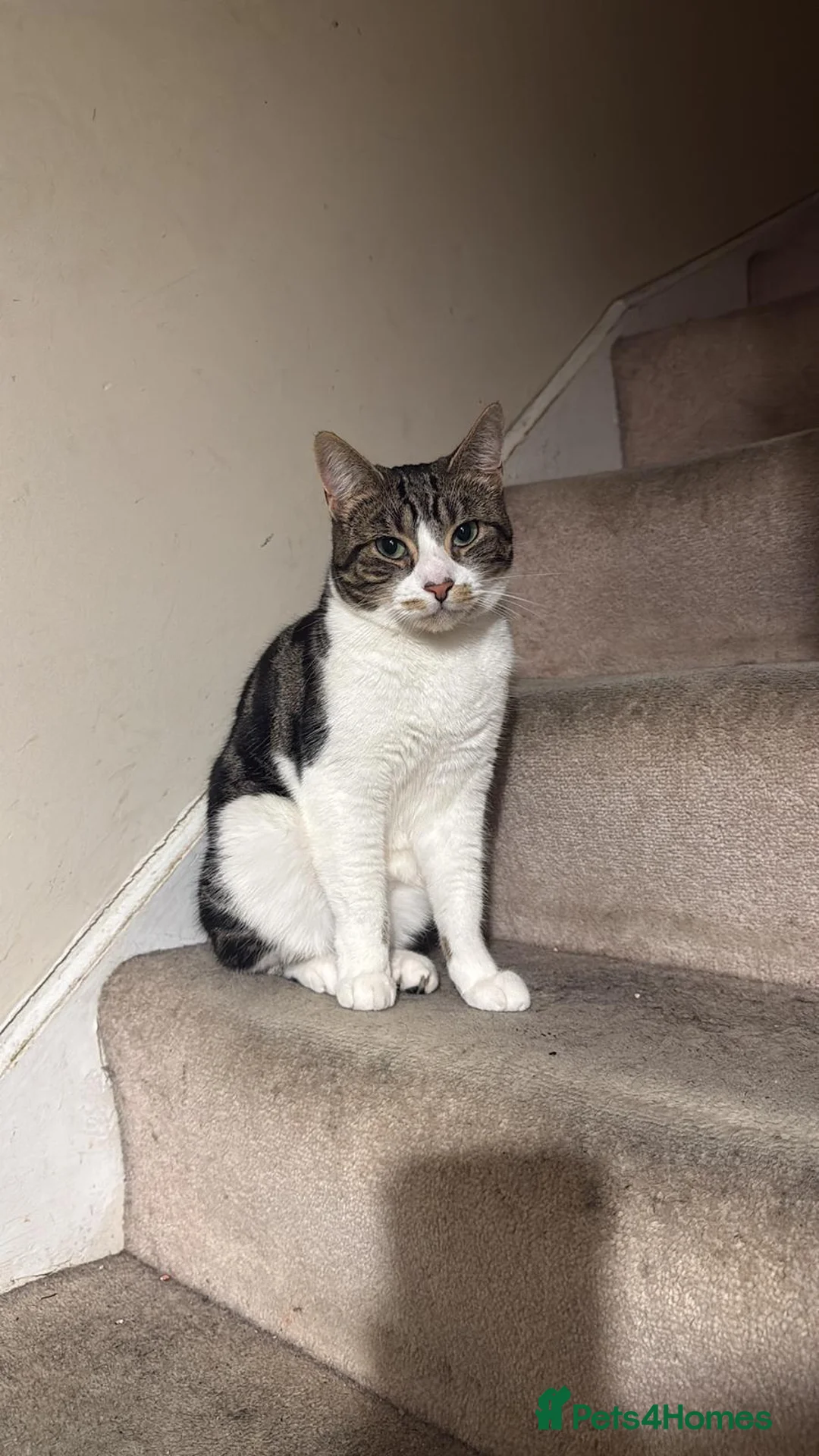 Mixed Breed cats for sale: Adult cat  in Sutton-in-Ashfield - Advert 1