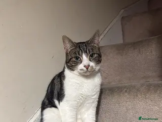 Mixed Breed cats Adult cat - Advert 1