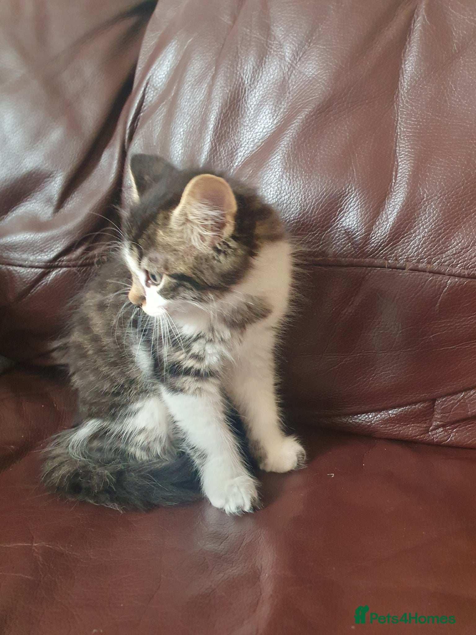 Mixed Breed cats for sale: Beautiful Mix Breed - Advert 12