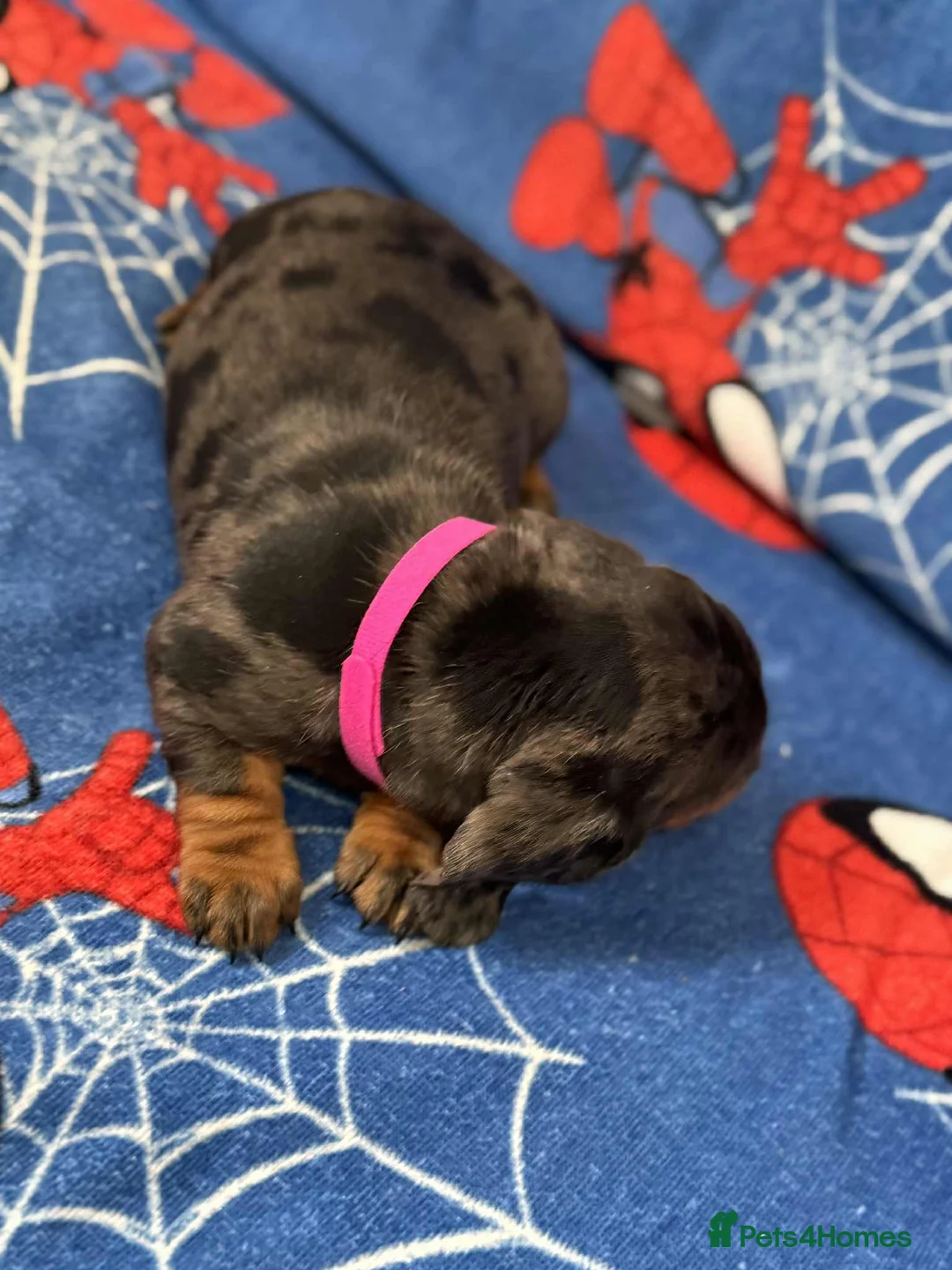 Miniature Dachshund dogs for sale: Puppies 🐶  - Advert 4