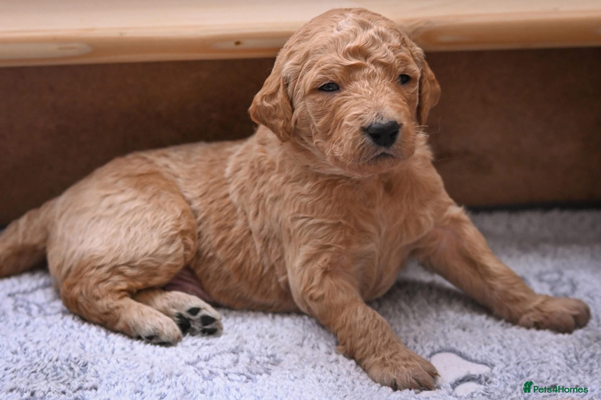 Double Doodle dogs for sale: Beautiful double/golden doodles from family pet - Advert 6