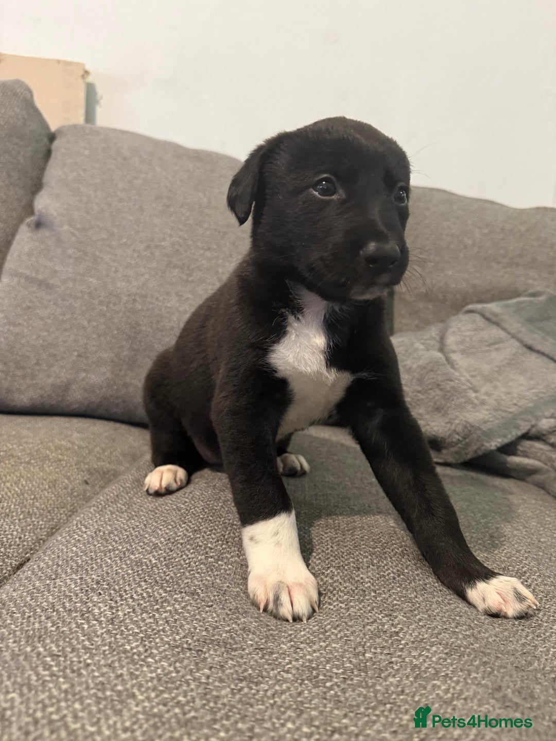 Mixed Breed dogs for sale: First cross Border collie x Greyhound - Advert 6