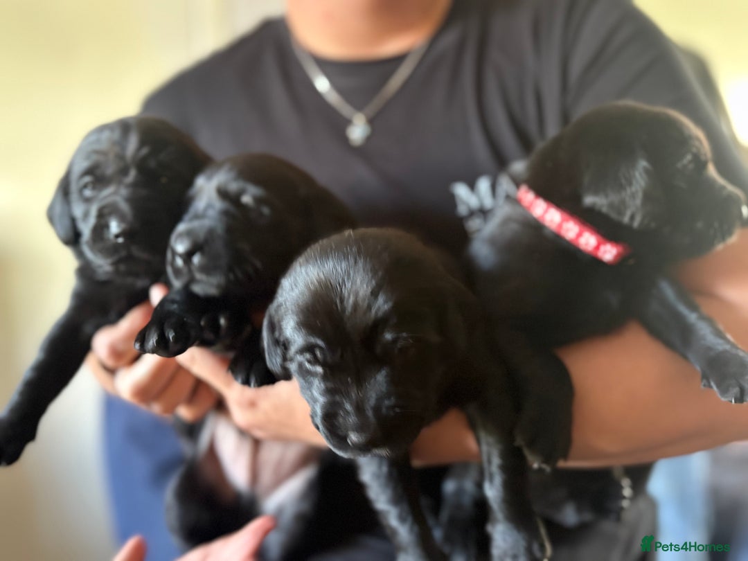Labrador Retriever dogs for sale: Labrador  - Image 4