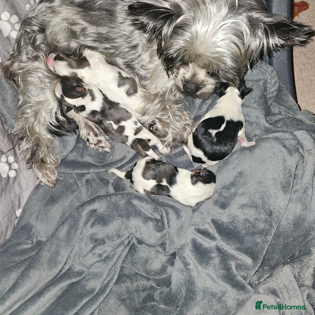 Yorkshire Terrier dogs for sale: 4 Adorable Yorkshire terrier pups  - Advert 14