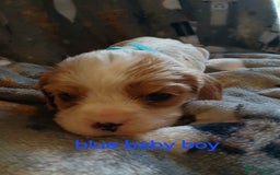 Cavalier King Charles Spaniel dogs for sale: DNA TESTED CAVALIER KING CHARLES  - Image 18