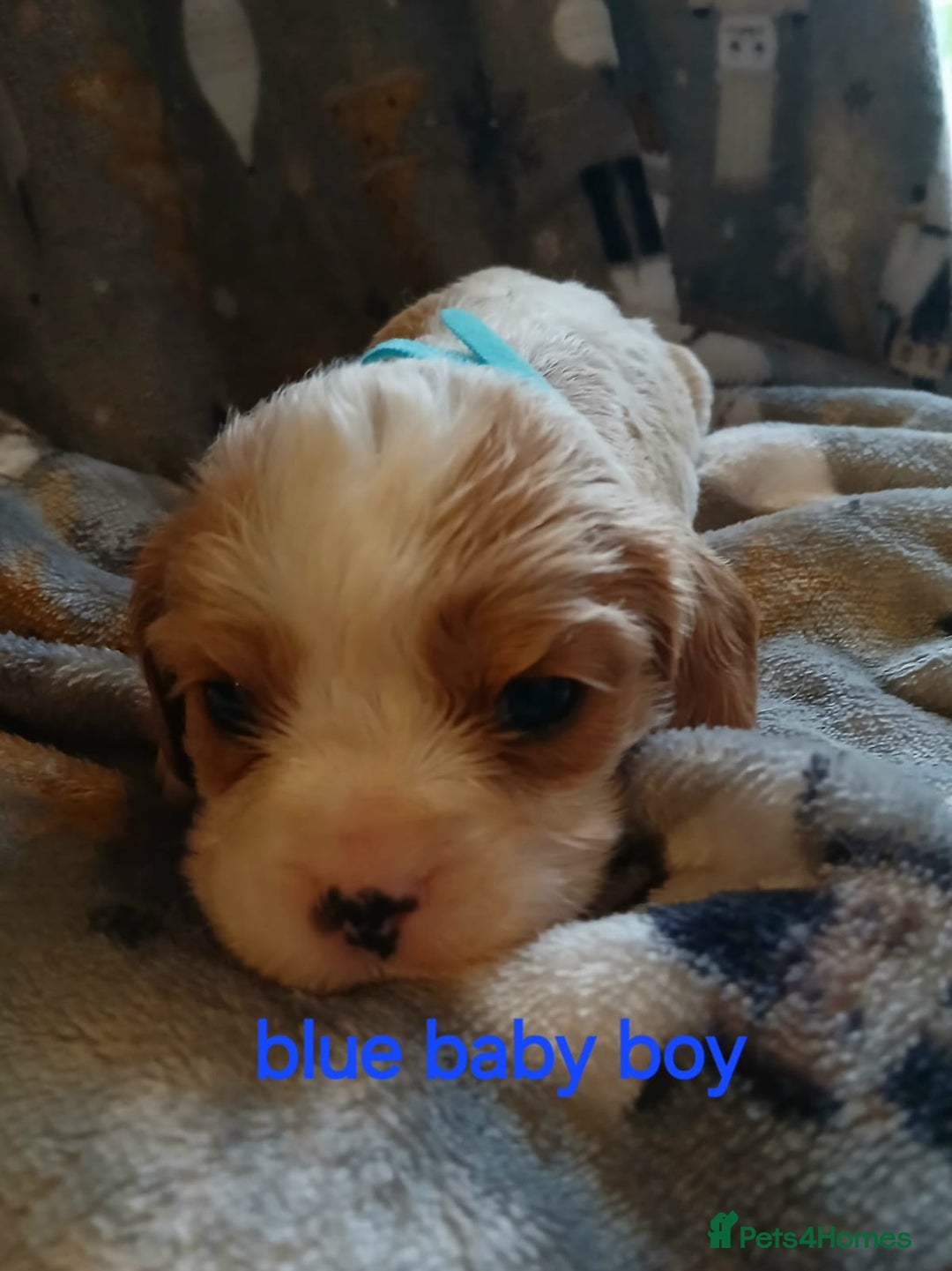Cavalier King Charles Spaniel dogs for sale: DNA TESTED CAVALIER KING CHARLES  - Image 18