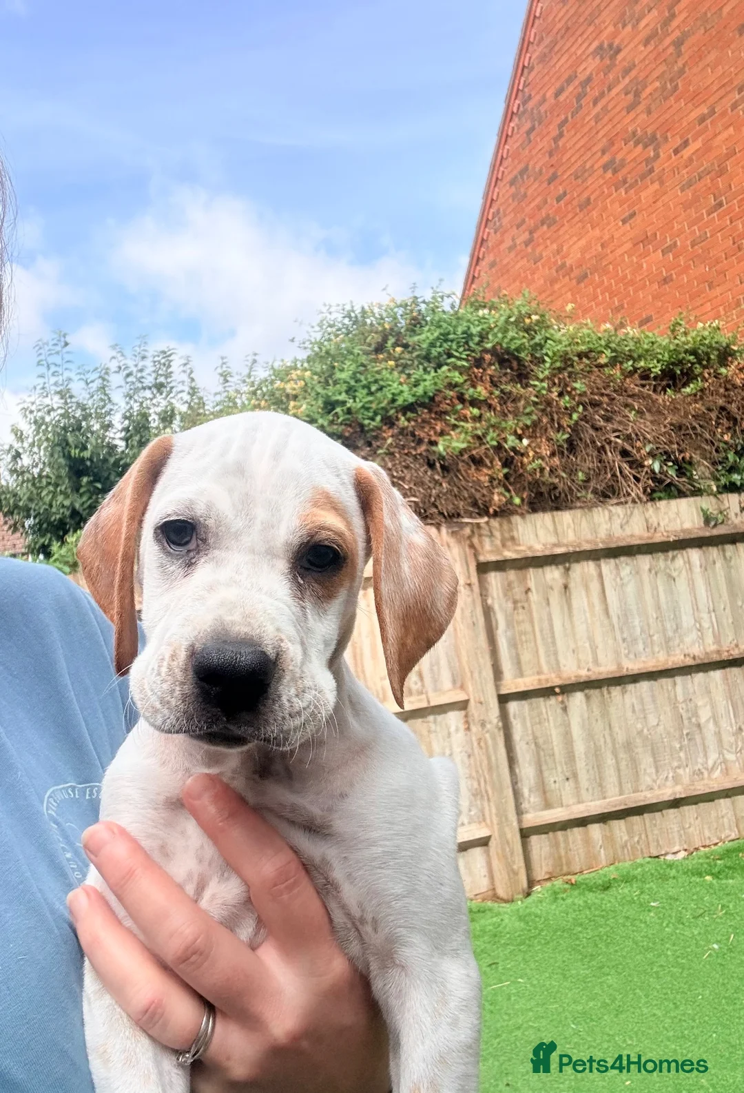 Pointer dogs for sale: Last gorgeous little boy looking for his new home - Advert 1