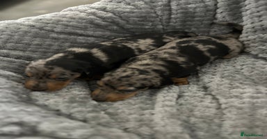 Miniature Dachshund dogs Miniature dachshund puppies  - Advert 6