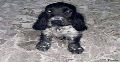 Cocker Spaniel dogs - Advert 9