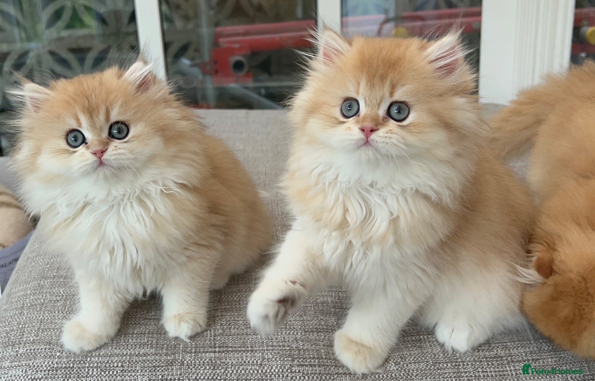 British Longhair cats Golden Longhair Kittens BY12 - Advert 1