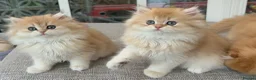 British Longhair cats for sale: Golden Longhair Kittens BY12 in Cardiff - Advert 1