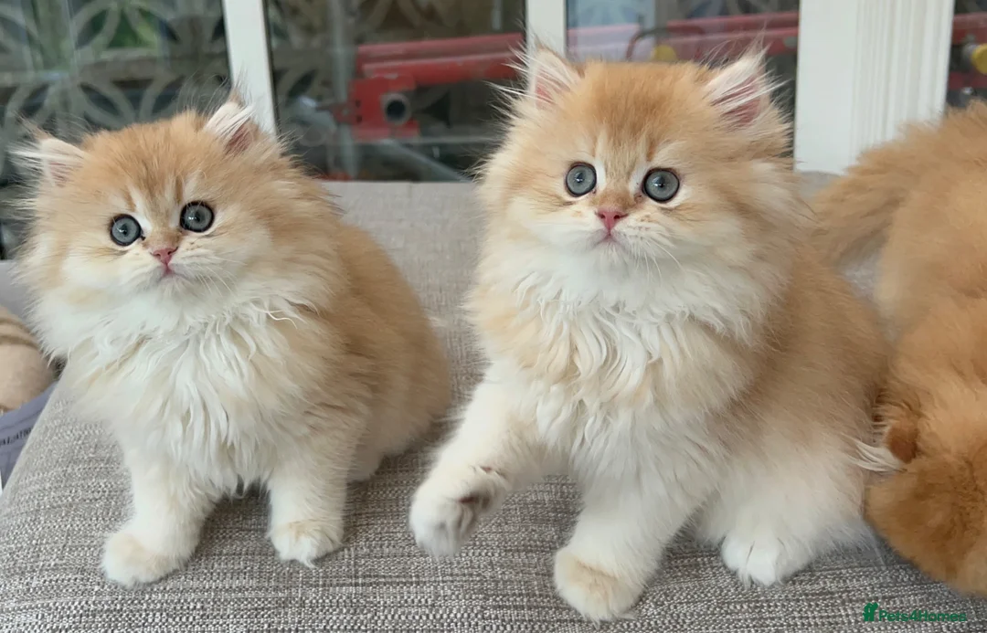 British Longhair cats for sale: Golden Longhair Kittens BY12 in Cardiff - Advert 1