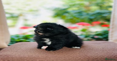Pomeranian dogs - Advert 5