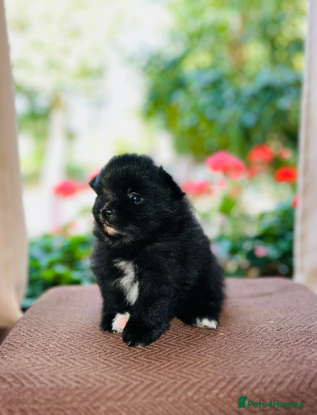 Pomeranian dogs for sale: Cute Pomeranian Puppies Looking for loving home - Image 3