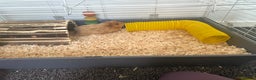 Guinea Pig rodents for sale: 3 Guinea pigs and cage  - Advert 5