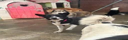 Mixed Breed dogs for adoption: Mandy - Norwich Norfolk  - Advert 9