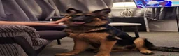 German Shepherd dogs for sale: Gsd puppy - Advert 6
