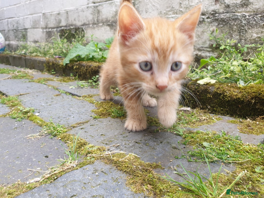 Mixed Breed cats for sale: Adorably beautiful kitten - Image 7