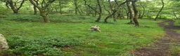 Mixed Breed dogs for sale: Russo-Bear in Warrington - Advert 13