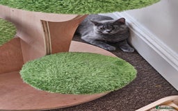 British Shorthair cats for sale: British shorthair and longhair  - Image 14