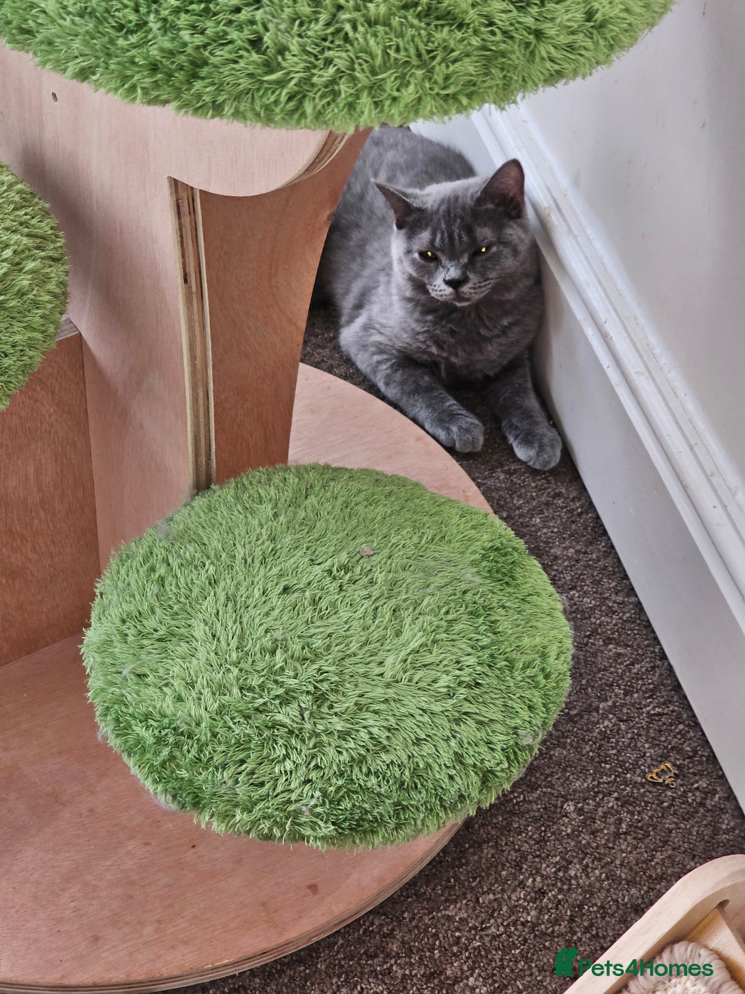 British Shorthair cats for sale: British shorthair and longhair  - Image 14