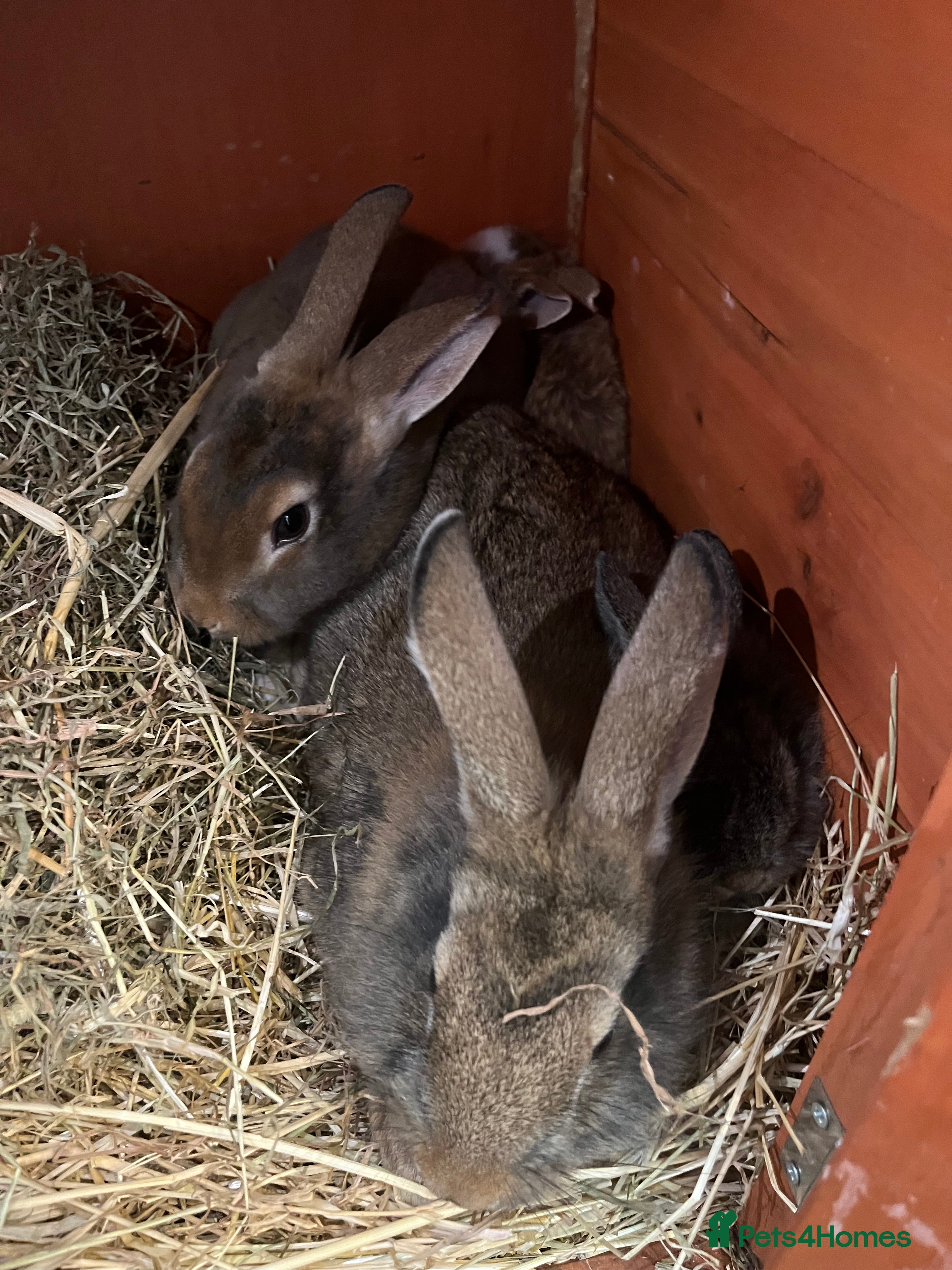 Mixed Breed rabbits Rabbits - Advert 14