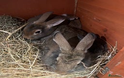 Mixed Breed rabbits for sale: Rabbits - Image 2