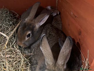 Mixed Breed rabbits Rabbits - Advert 22