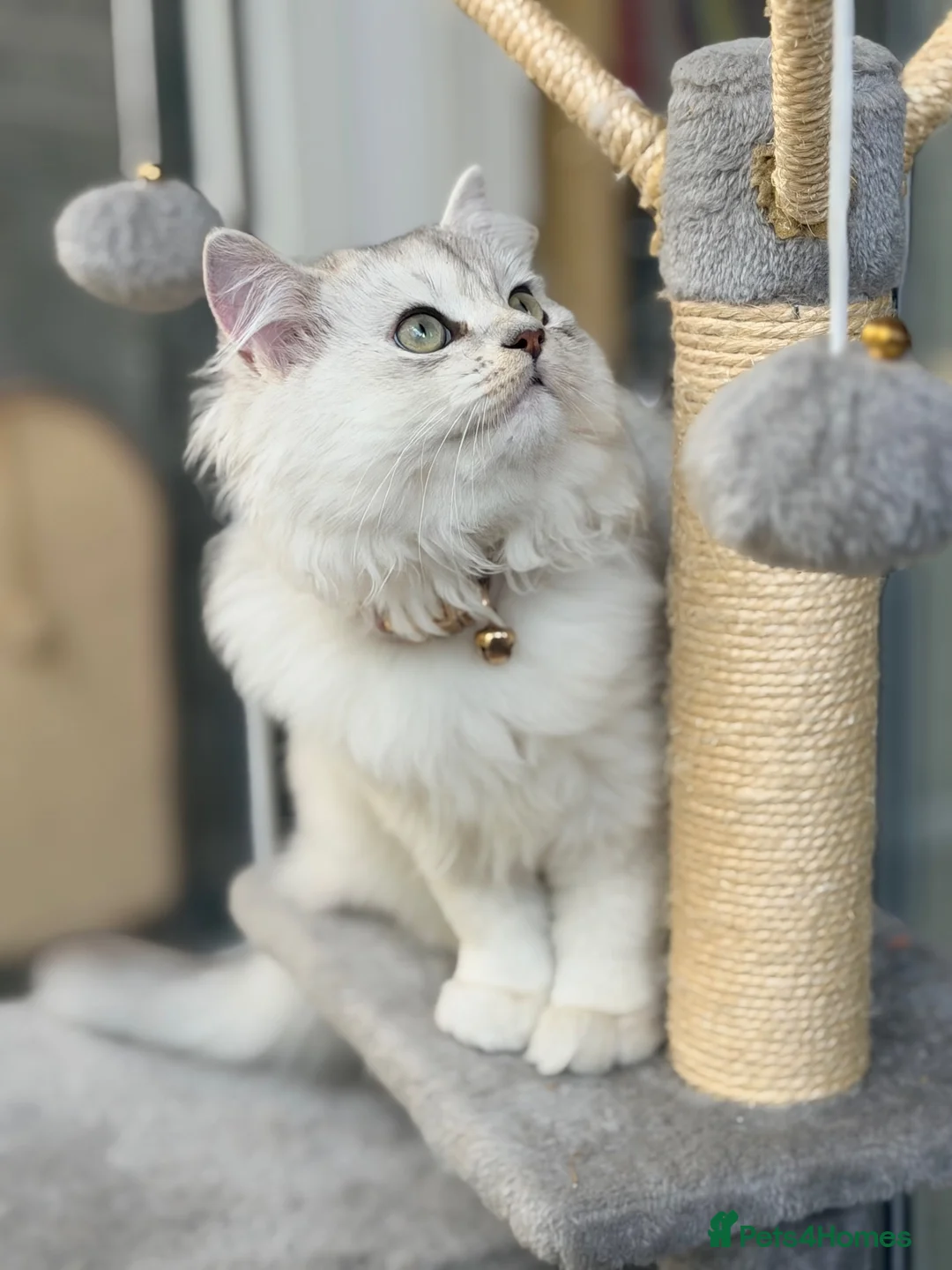 British Longhair cats for sale: Beautiful Male Kitten  in London - Advert 1