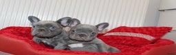 French Bulldog dogs for sale: Solid lilac French bulldog’s  - Advert 10
