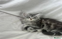 Maine Coon cats for sale: TICA REGISTERD MAINCOON KITTEN’S ⭐️ - Image 17