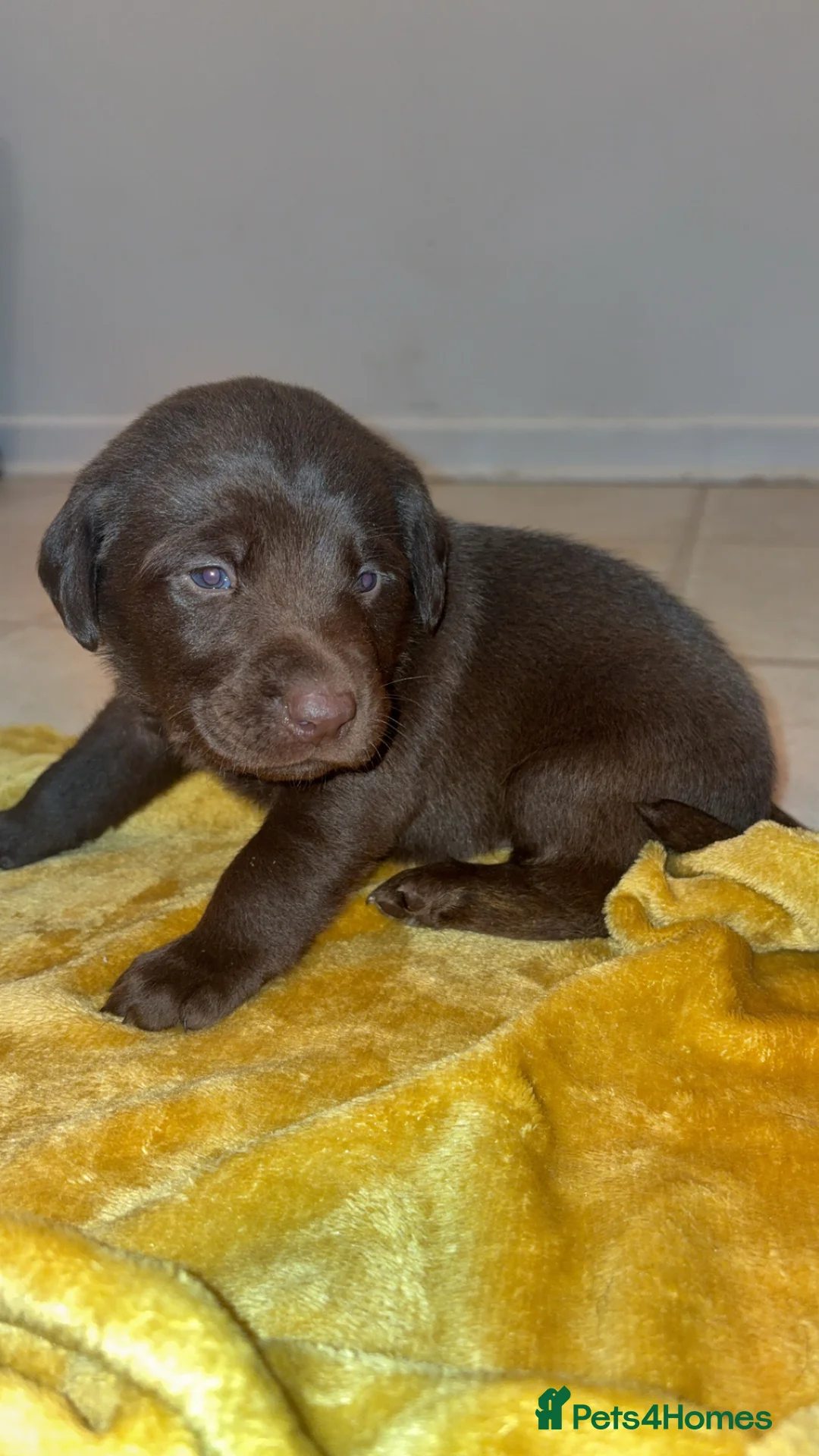 Labrador Retriever dogs for sale: ⭐️Gorgeous Kc Chocolate Labrador Puppies⭐️ - Advert 10