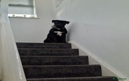 Mixed Breed dogs for sale: Labrador/ cane corso 7 months old  - Image 1